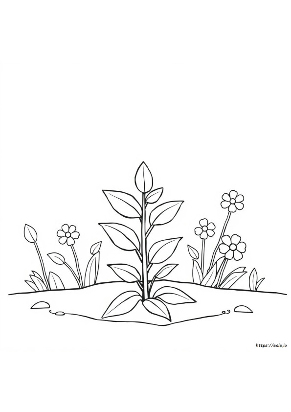 Plant Coloring