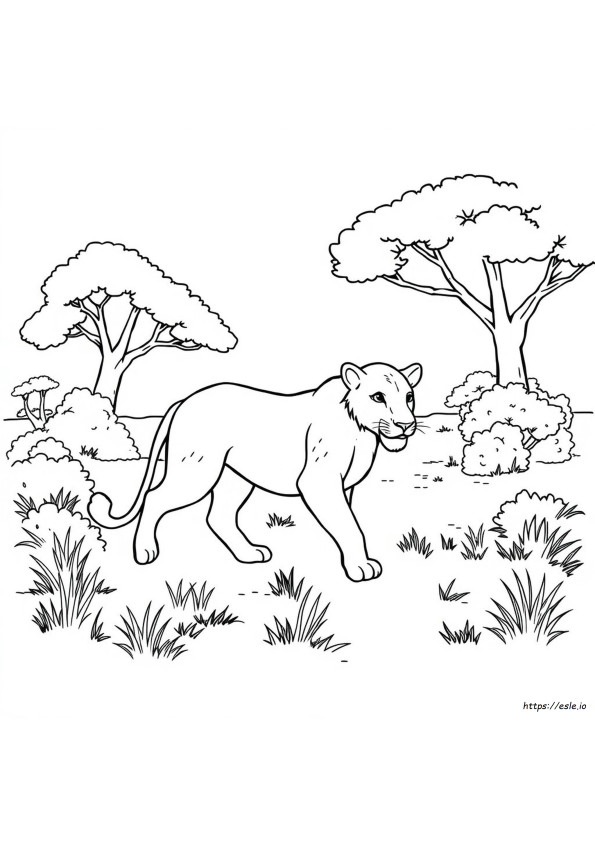 Lioness Coloring