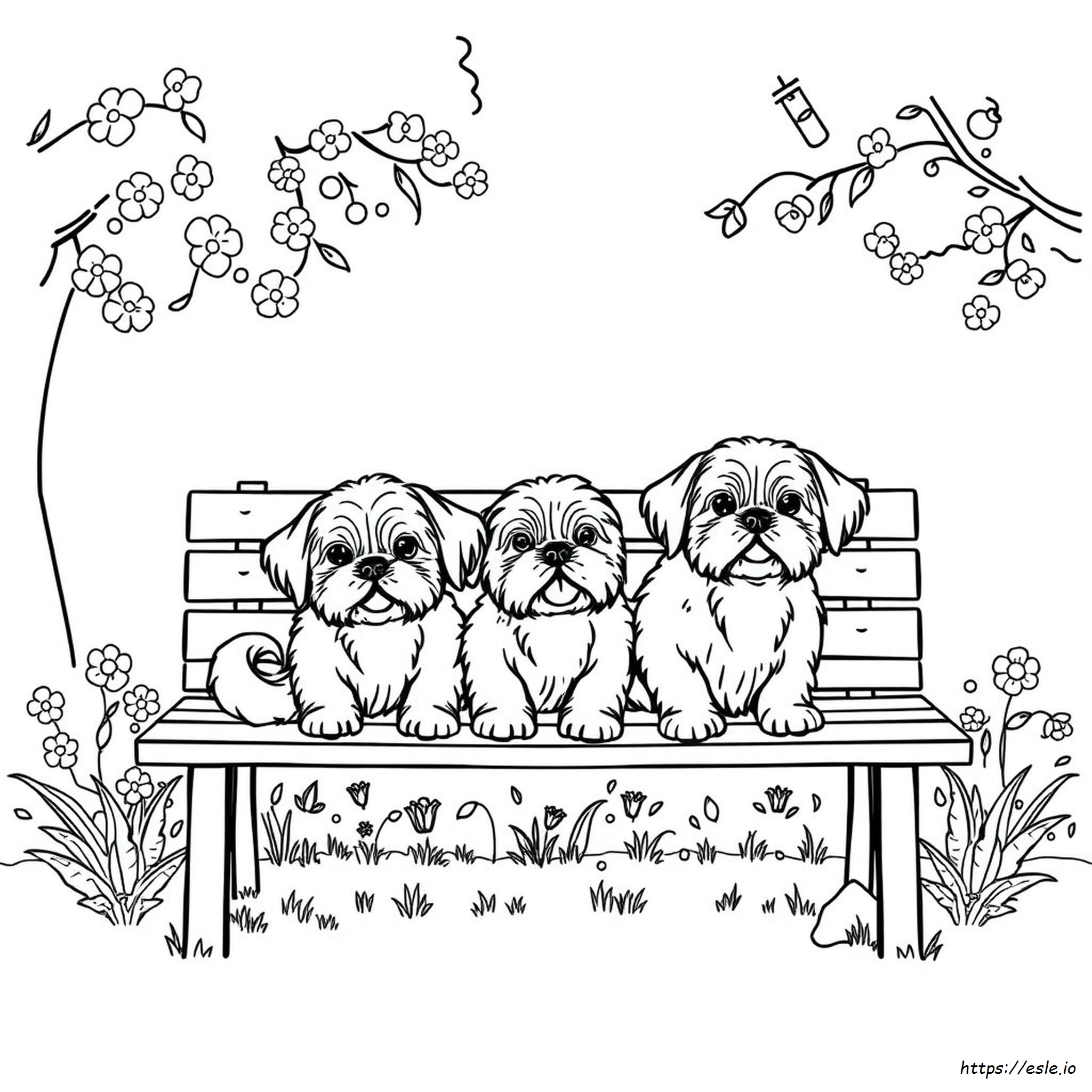 Kolorowanka Shih Tzu Do Druku
