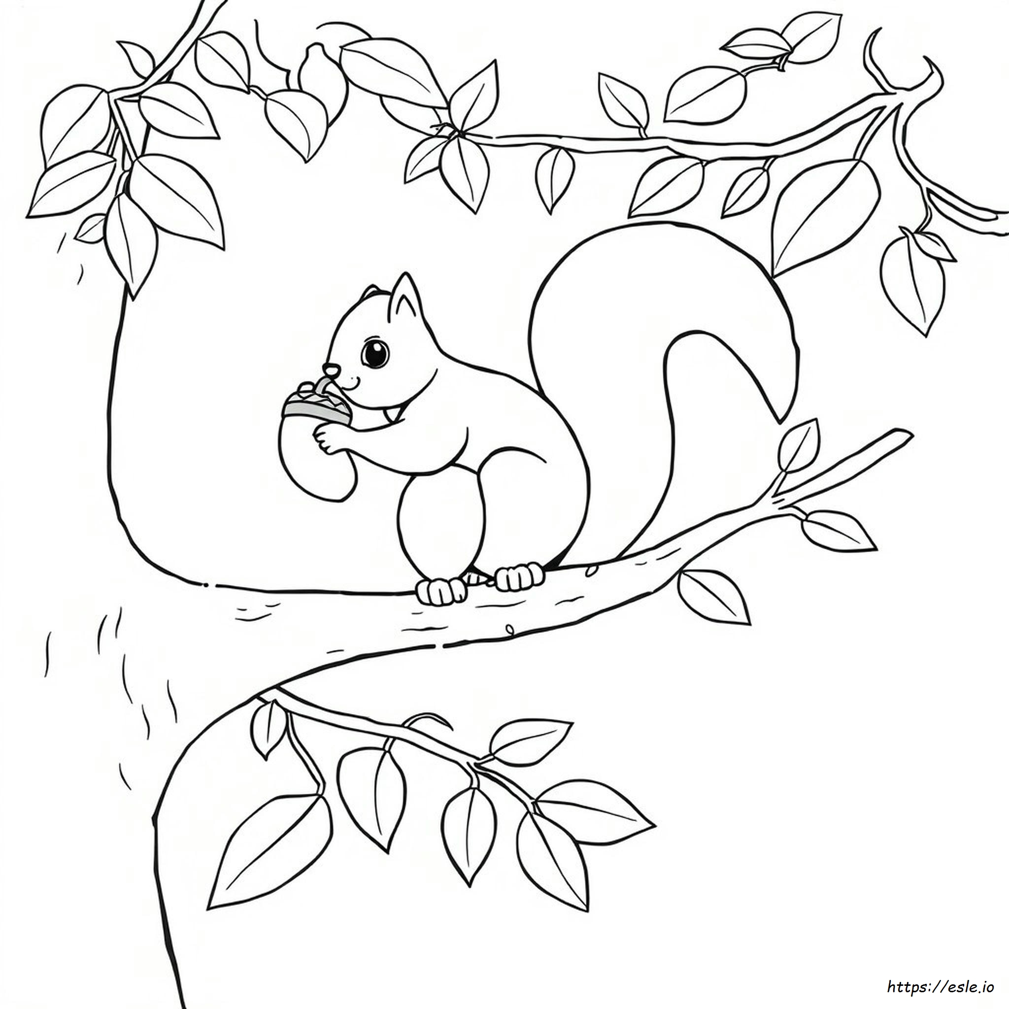 Disegni Di Scoiattoli Da Colorare