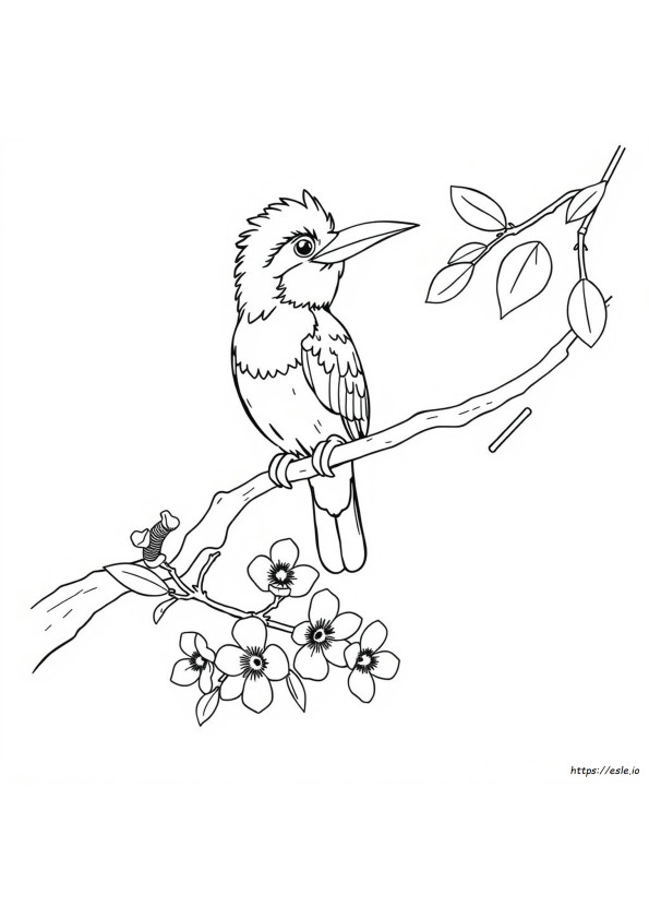 Kookaburra Ausmalbild