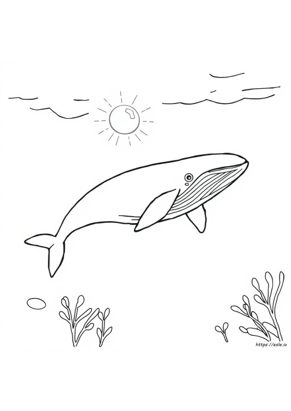 Blue Whale Colouring Pages