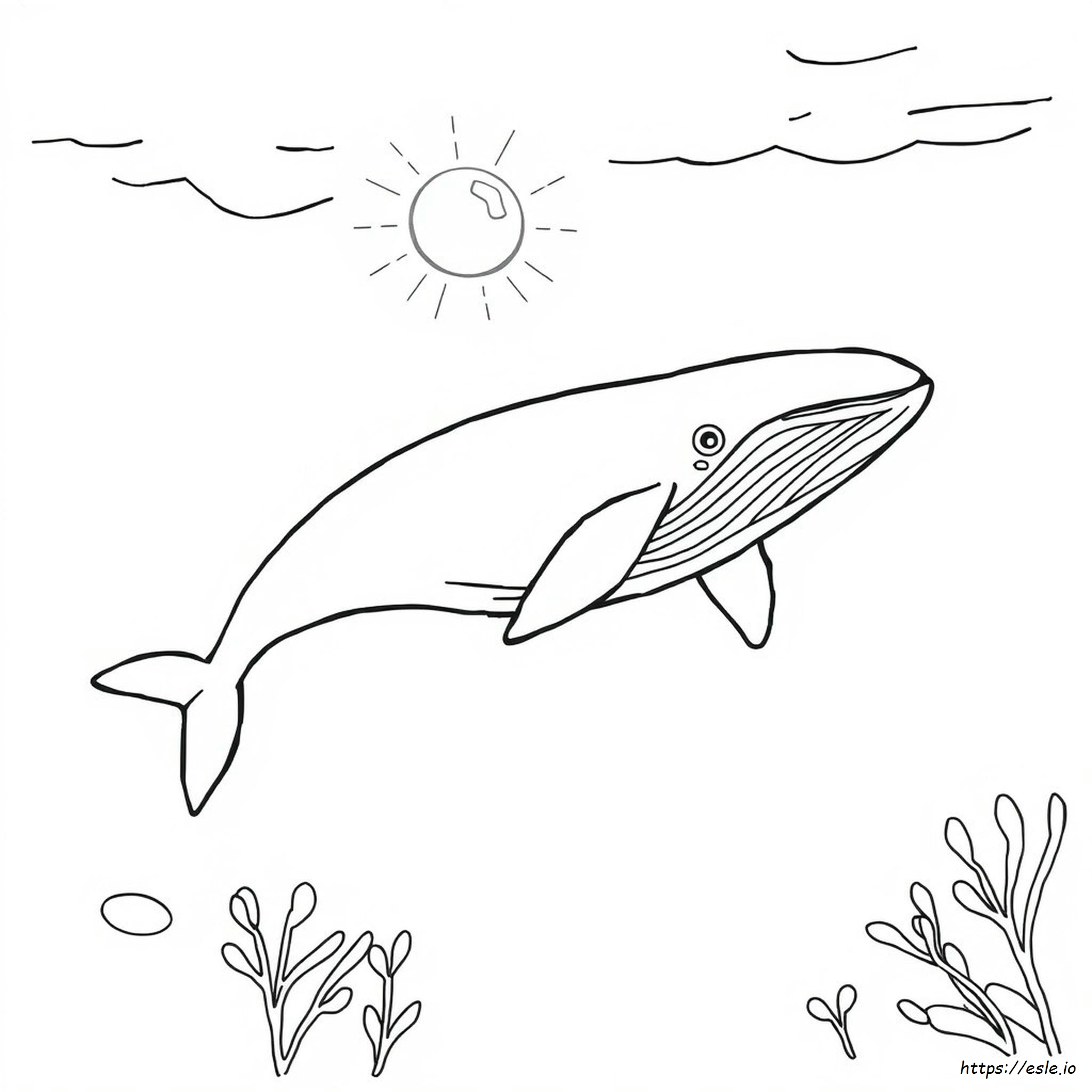 Blue Whale Coloring Page - Free Printable