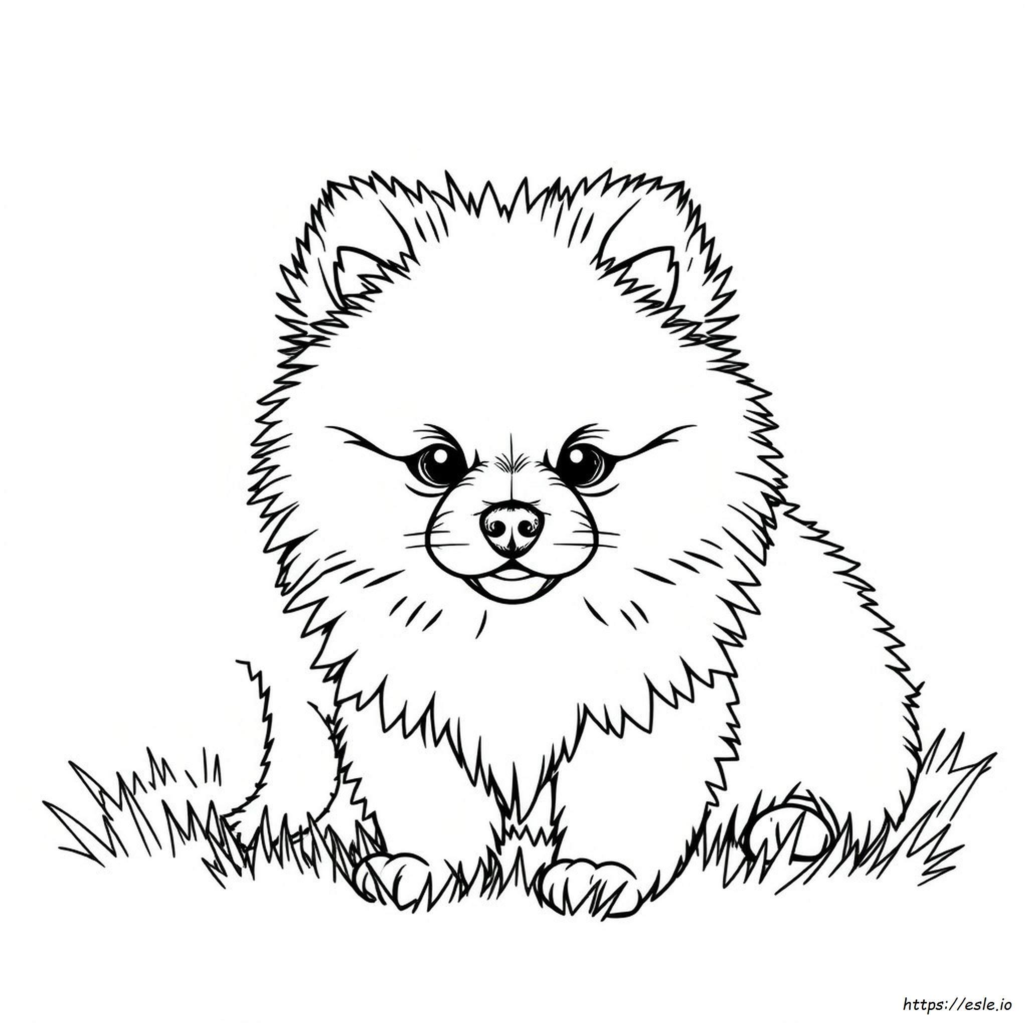 Do Black Pomeranian Puppies Change Color Coloring Page