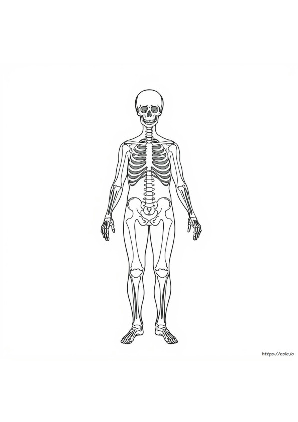 Xray Colouring Page