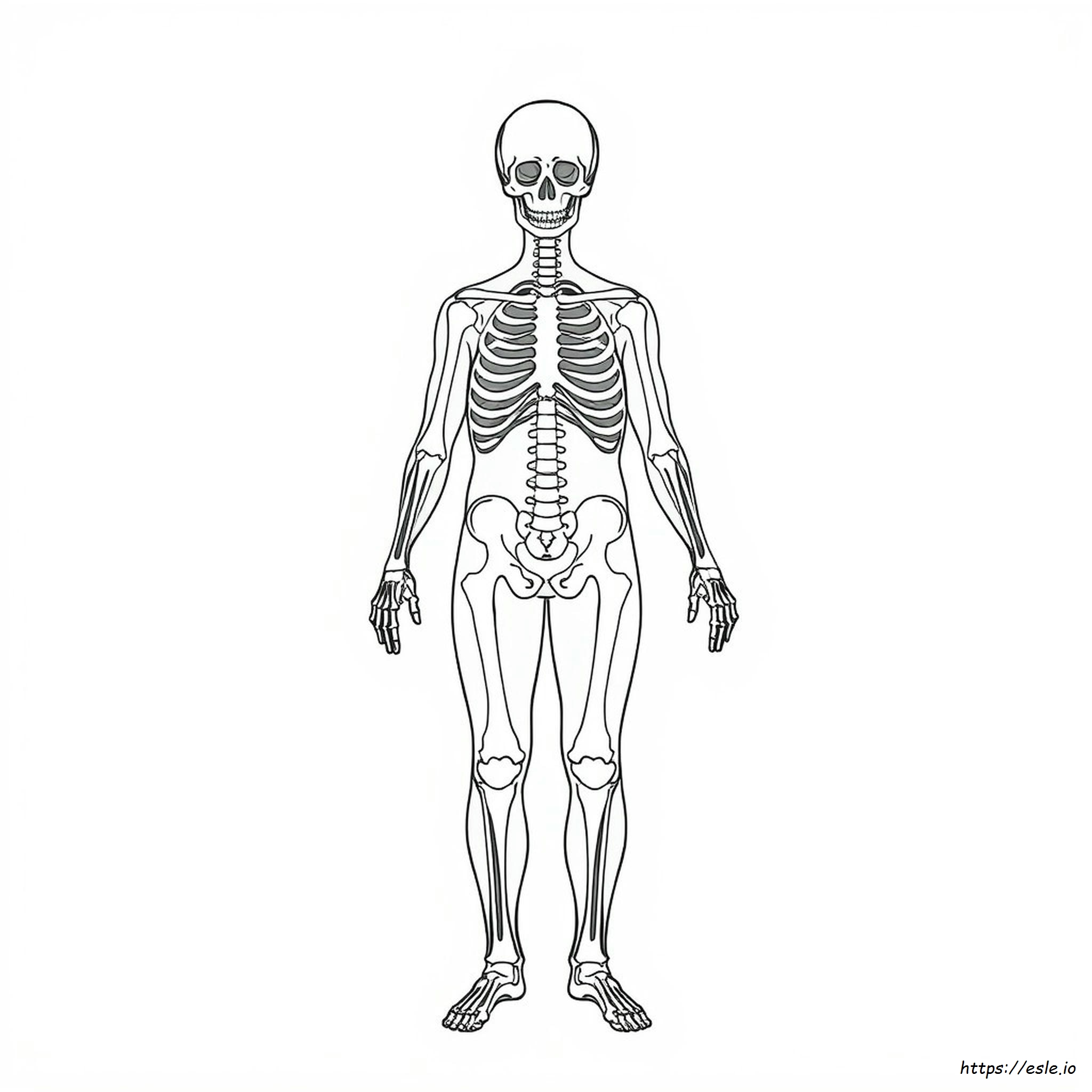 Xray Gambar Mewarnai