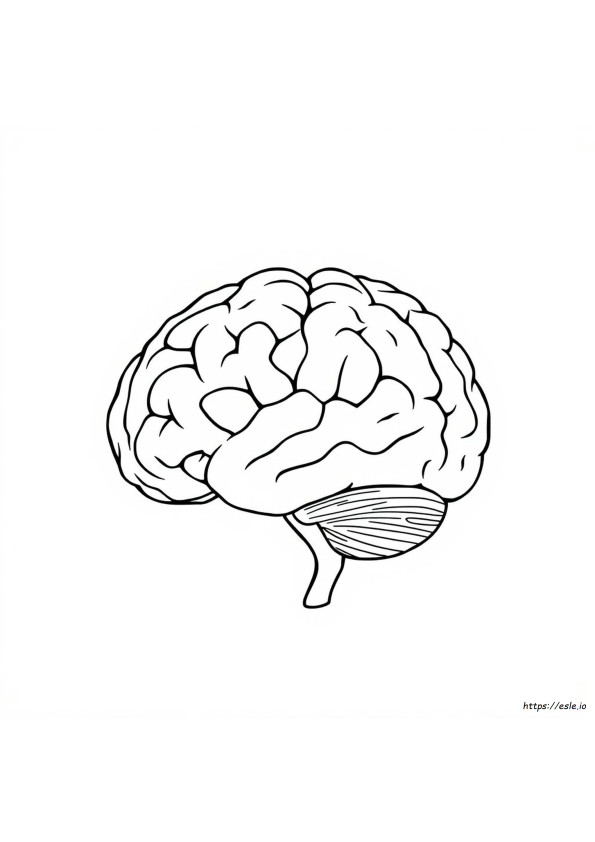 Coloriage Anatomie Du Cerveau