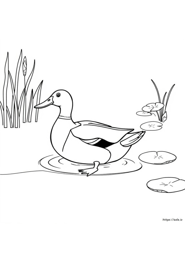 Printable Mallard Duck Coloring Pages