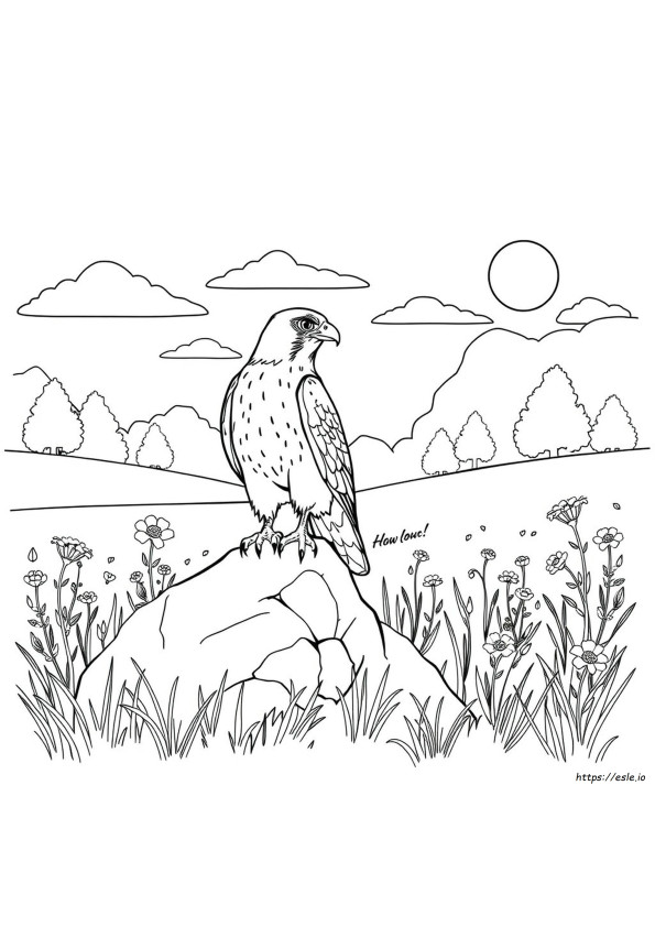 Dibujos De Halcones Para Colorear