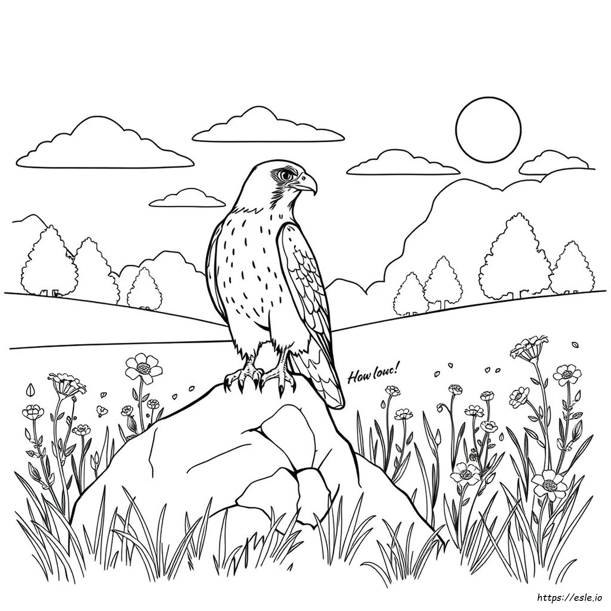 Falcon Coloring Pictures