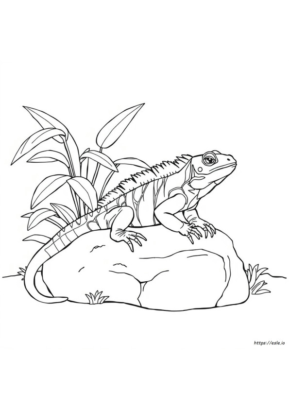 Iguana Para Colorir