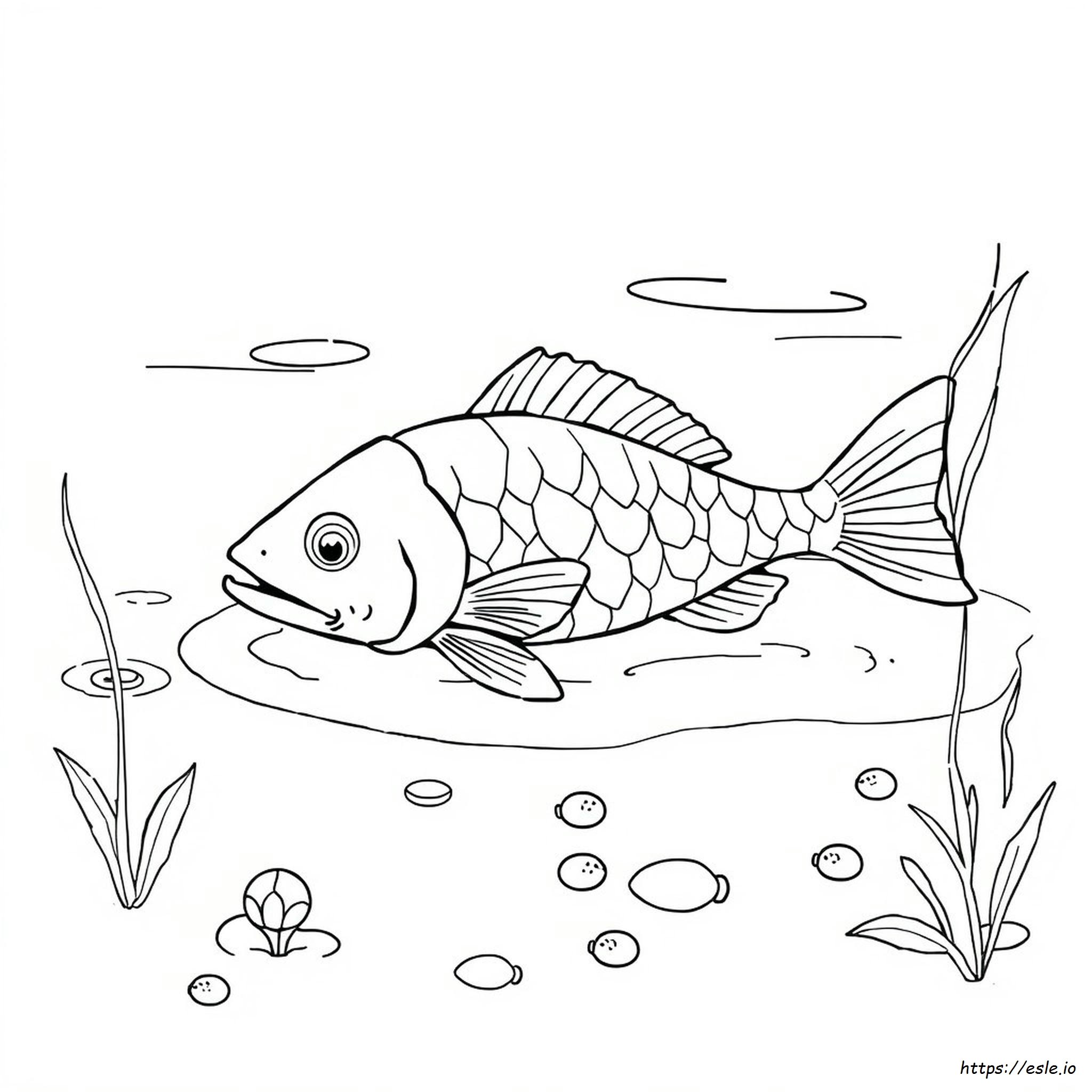 Catfish Coloring Pictures