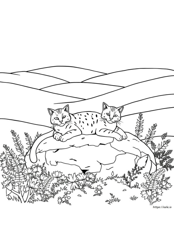 Uk Wildcats Ausmalbilder