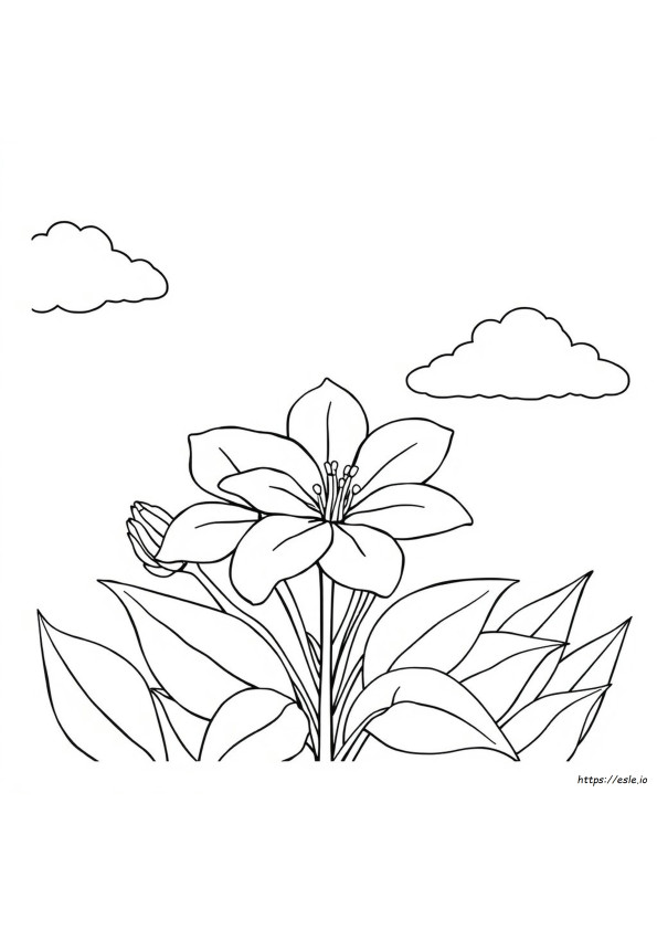 Free Colouring Pages Flowers