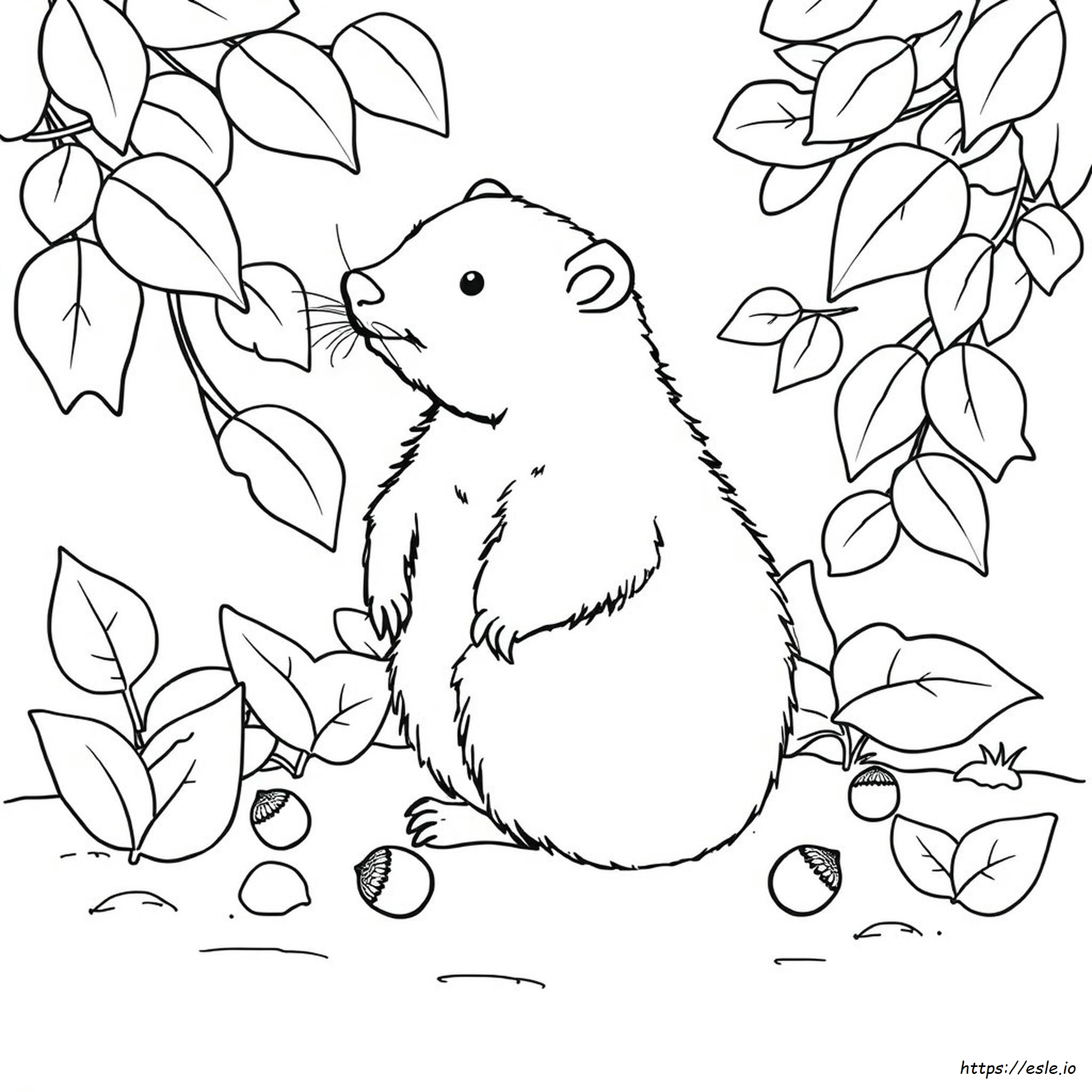 Wombat Da Colorare E Stampare - Pagina PDF Gratis
