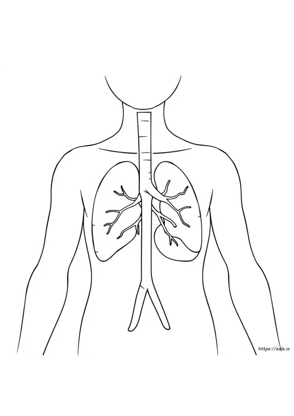 What Is The Colour Of Spleen