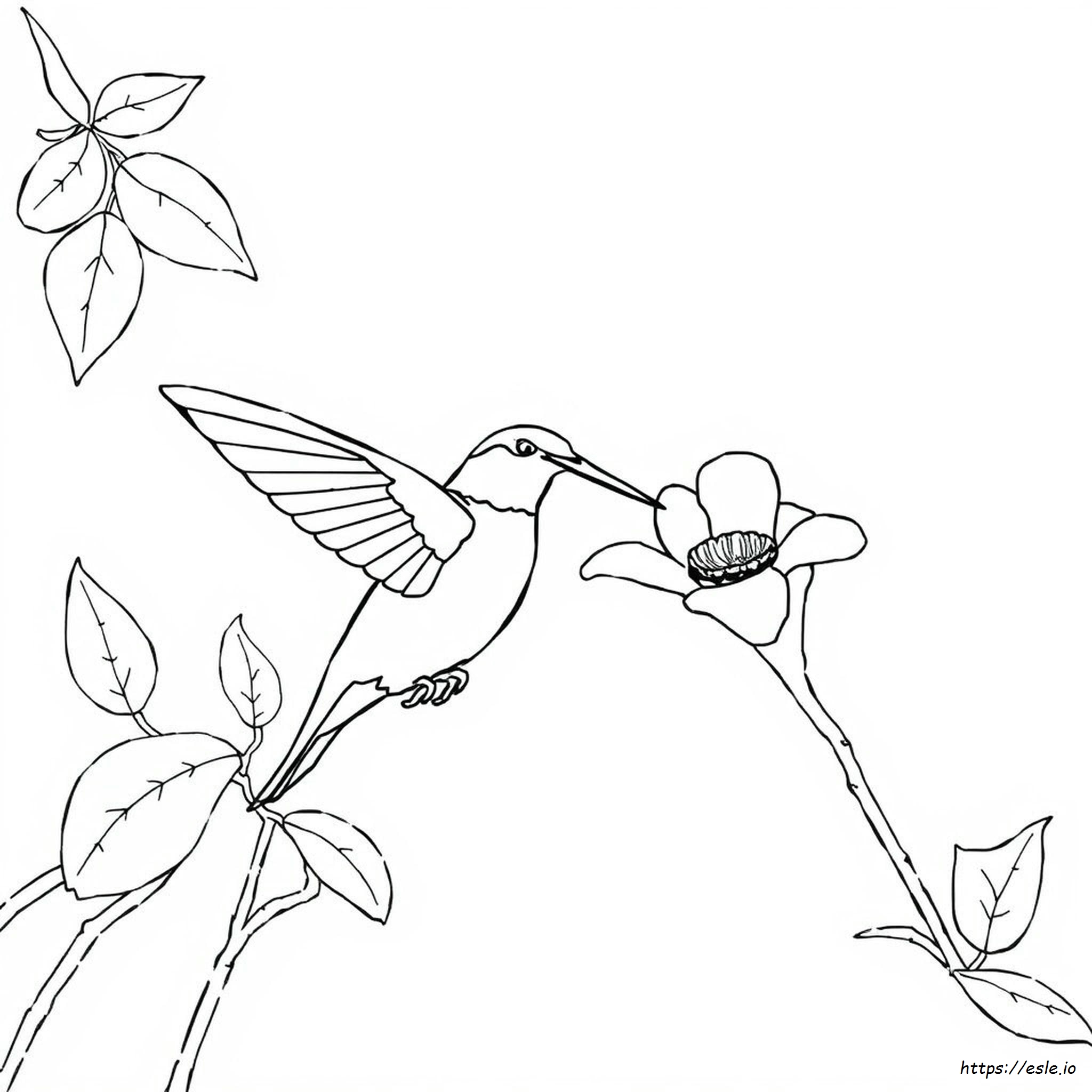 Hummingbirds Coloring Pages - Free Printable