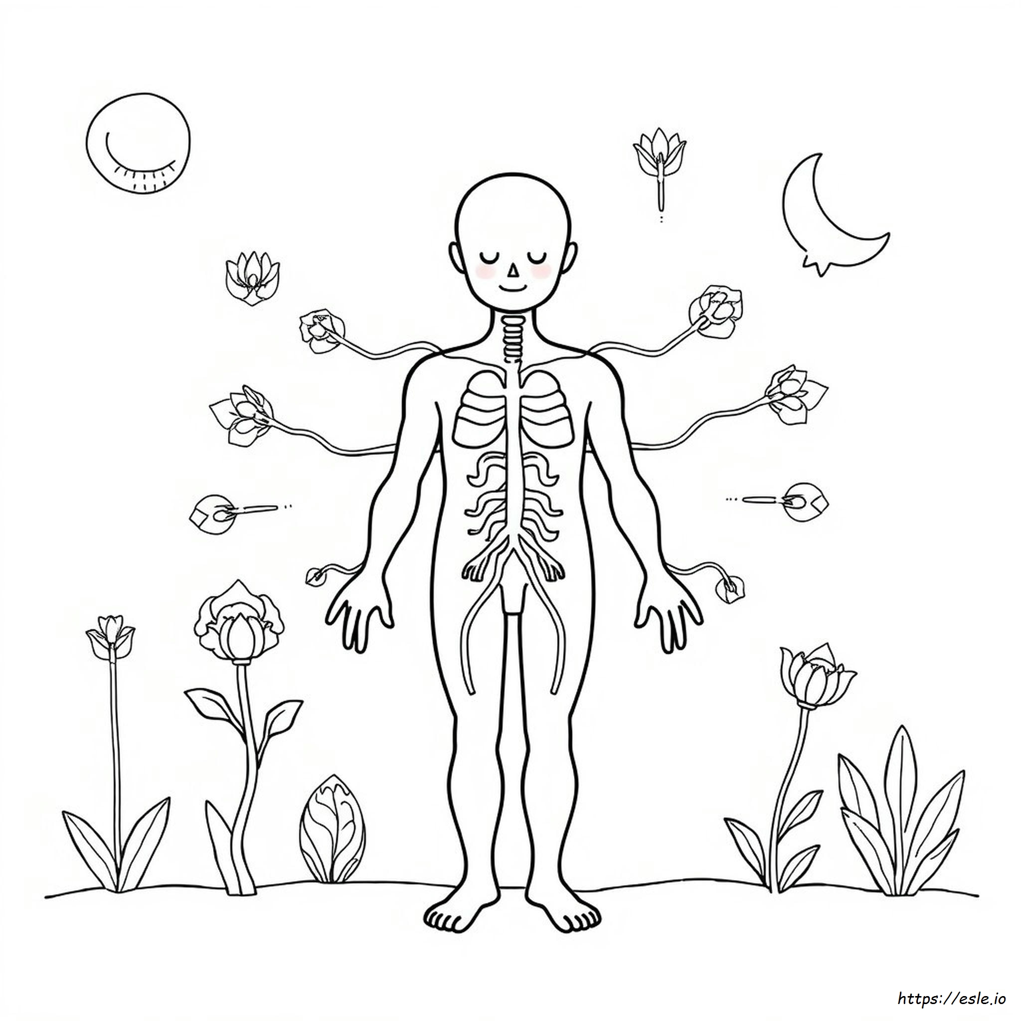 Sistema Endocrino Para Colorear