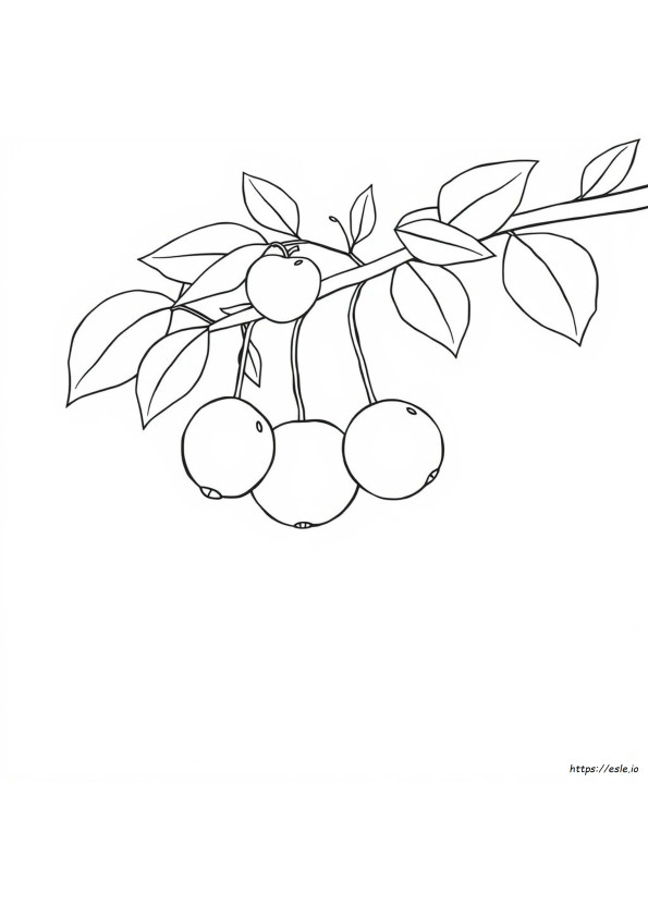 Fruits Outline For Colouring