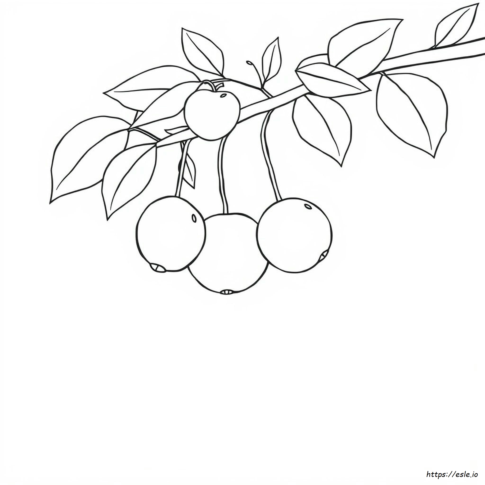 Gambar Mewarnai Buah-Buahan Garis Besar Untuk Dicetak