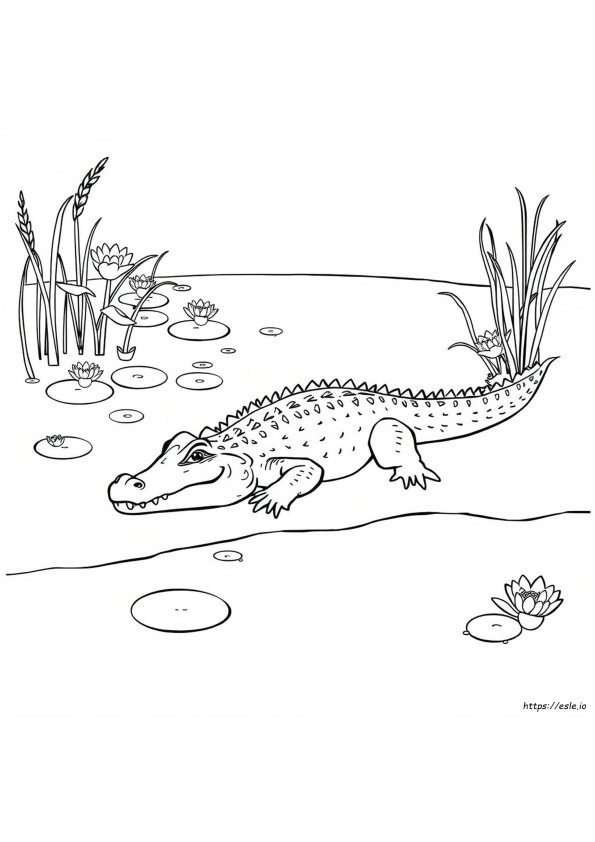 Dibujos De Cocodrilos Para Colorear