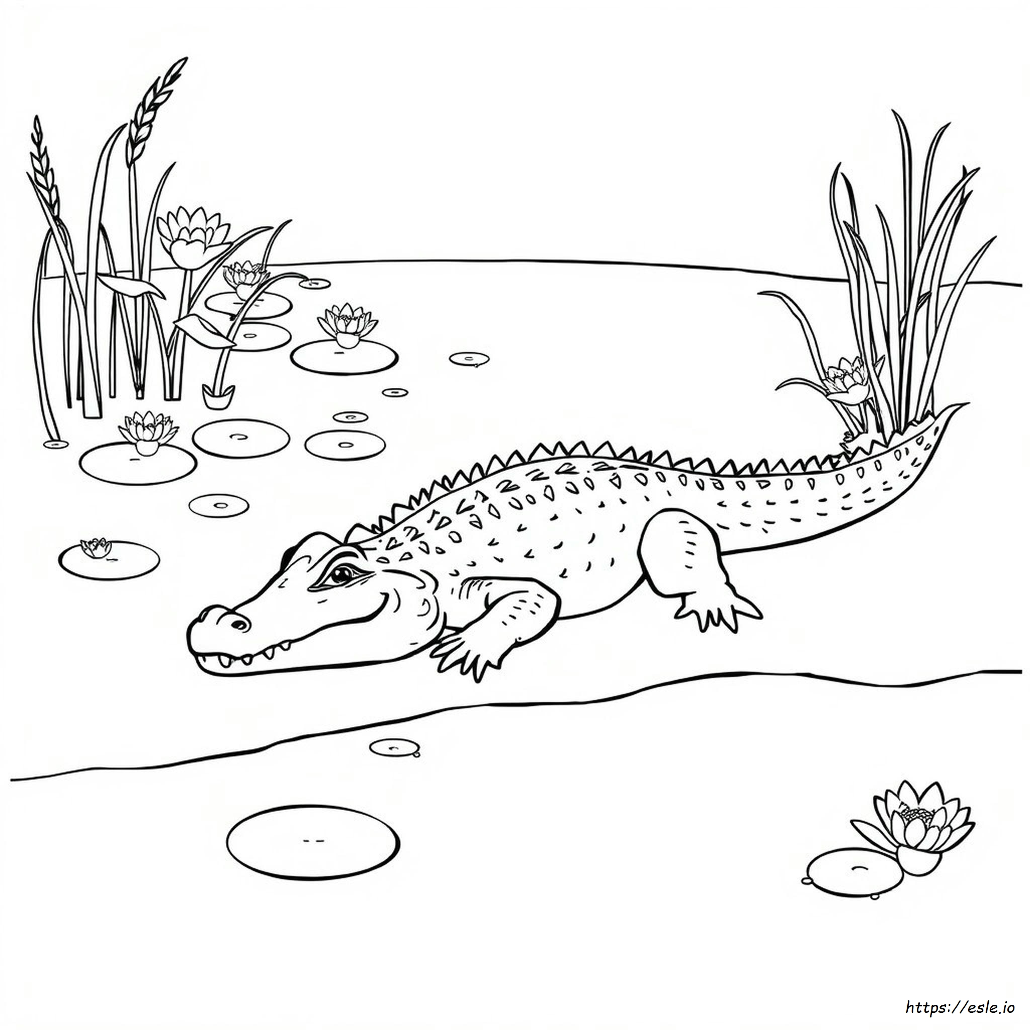 Free Printable Crocodile Coloring Pages