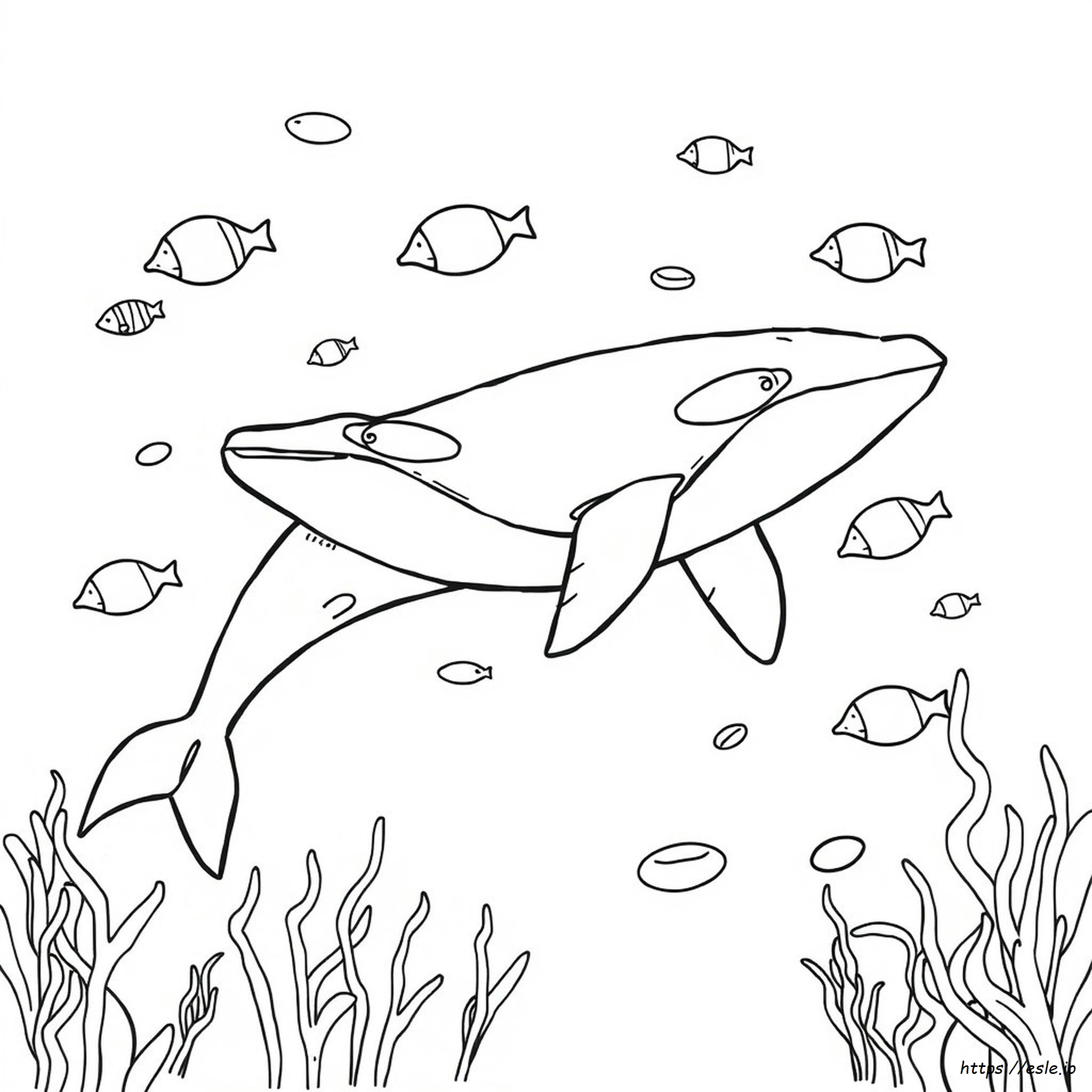 Coloring Pages Of Killer Whales