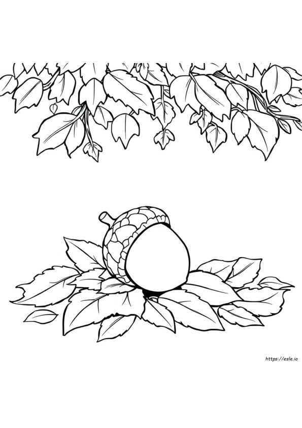 Acorn Coloring Page Printable