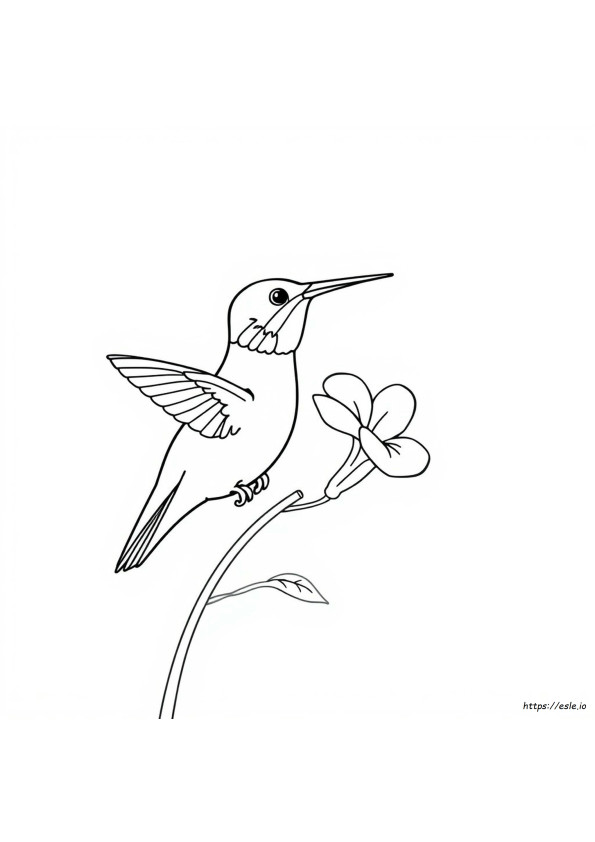 Hummingbird Coloring Pages Finished