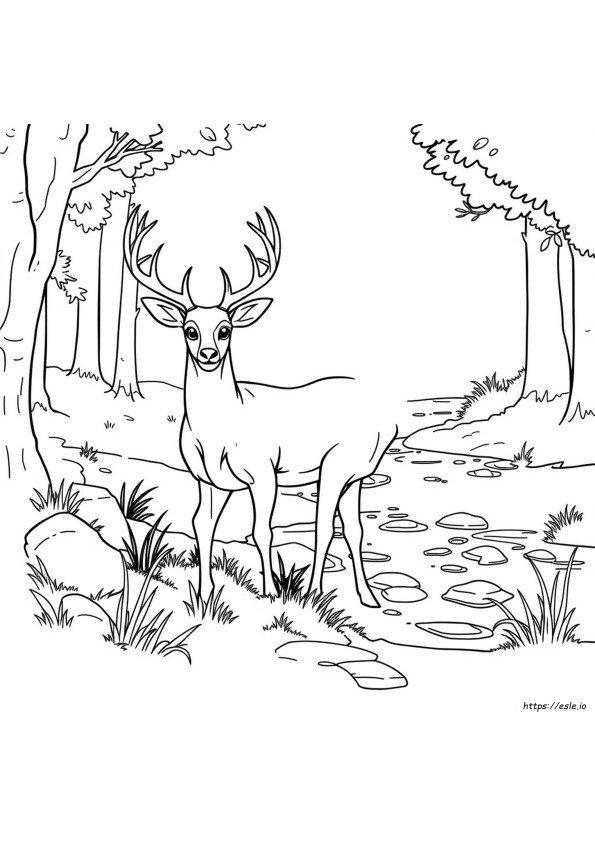 Desene De Colorat Cu Cerb, Mascul