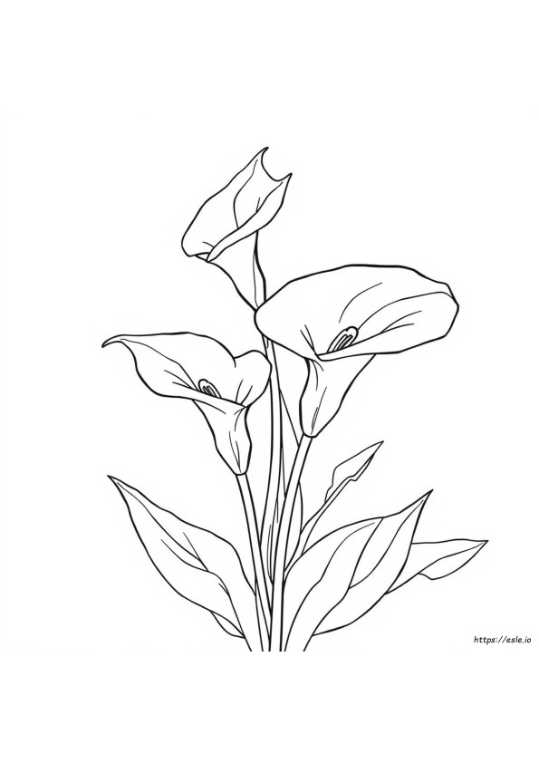Quelles Sont Les Couleurs Des Arums