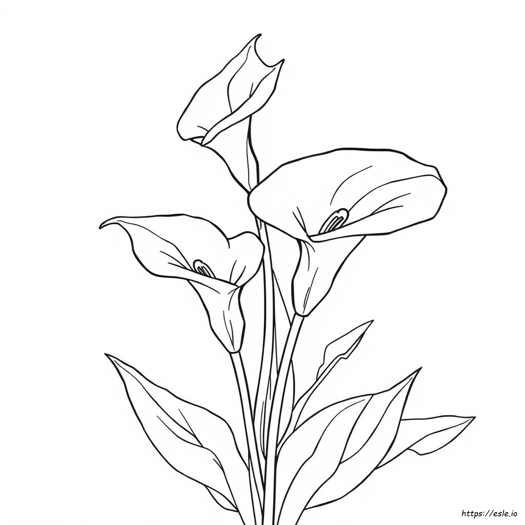 Lírio-Cala para Colorir - Desenho Grátis para Imprimir