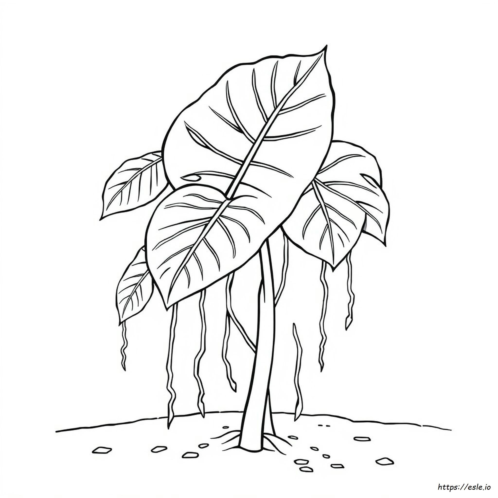 Monstera De Colorat