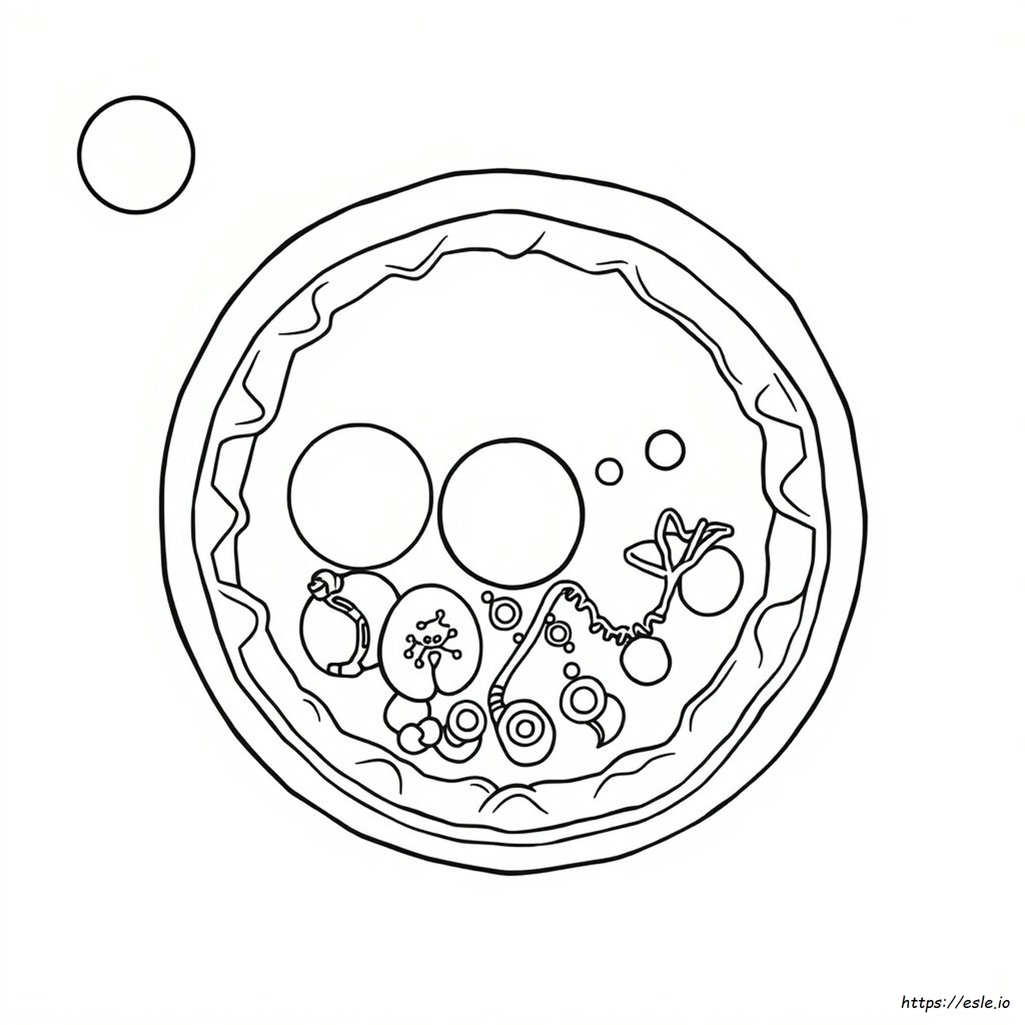Animal Cell Coloring Diagram