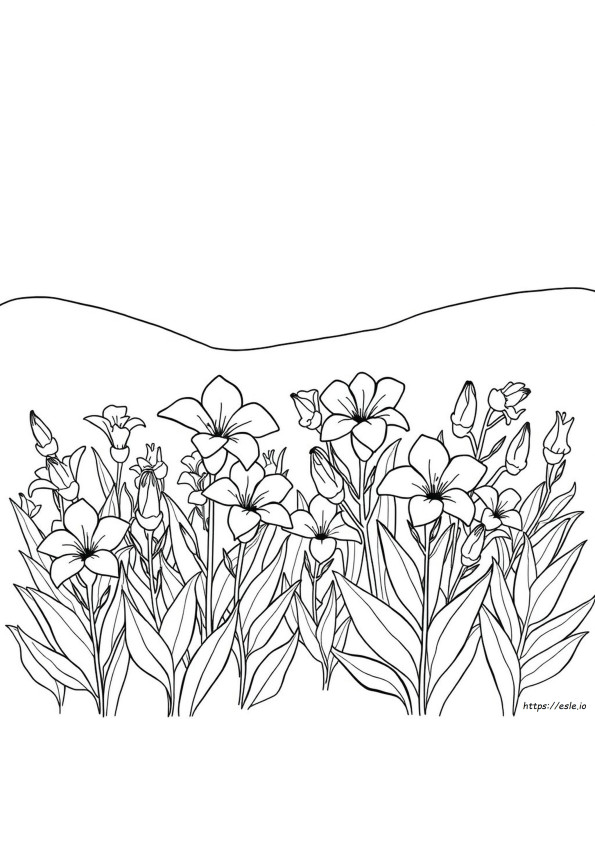 What Colors Do Oleanders Come In