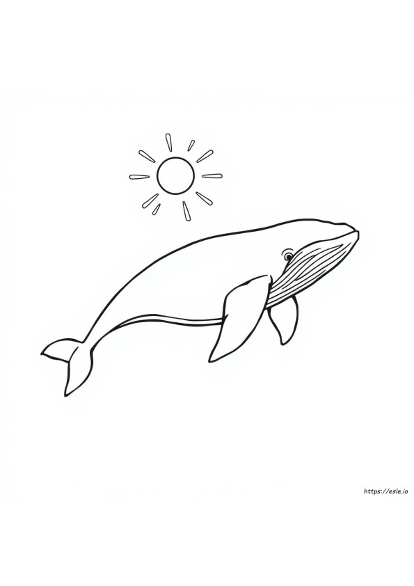 Coloring Picture Of A Whale