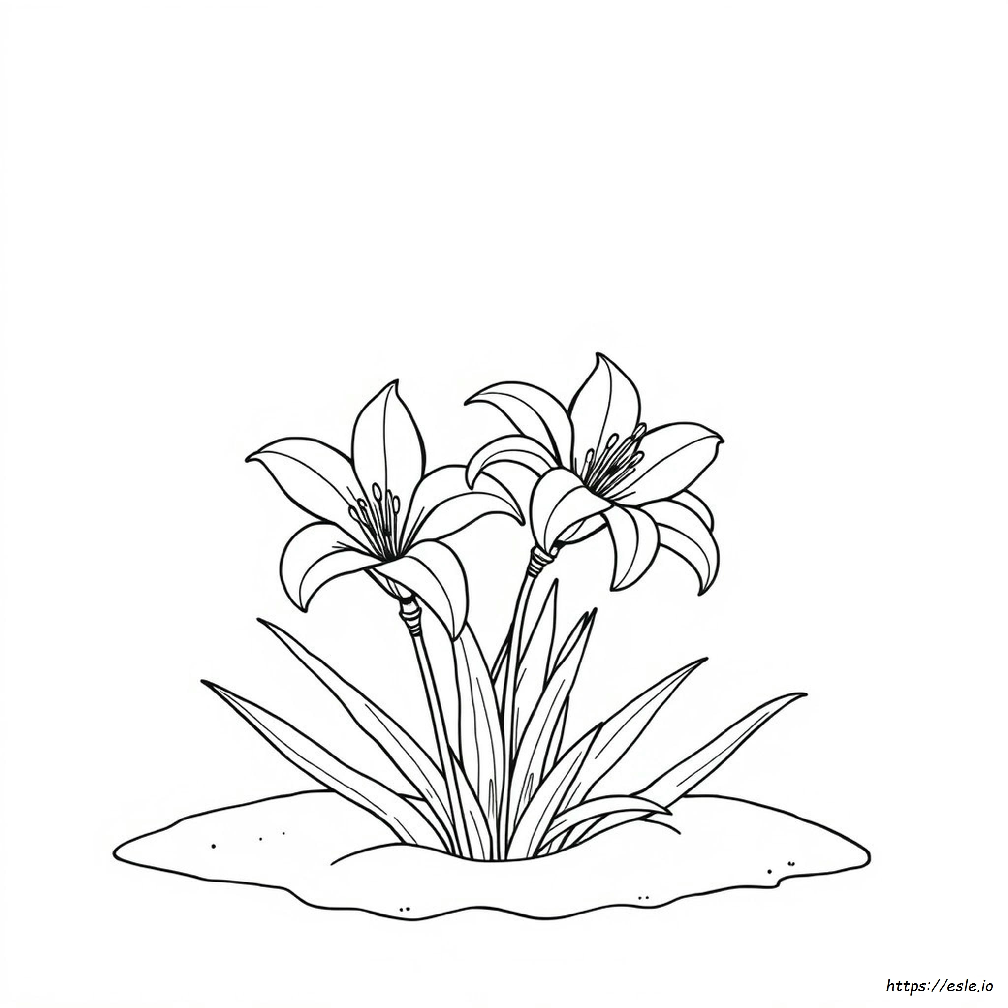 Desenho Para Colorir Lírios