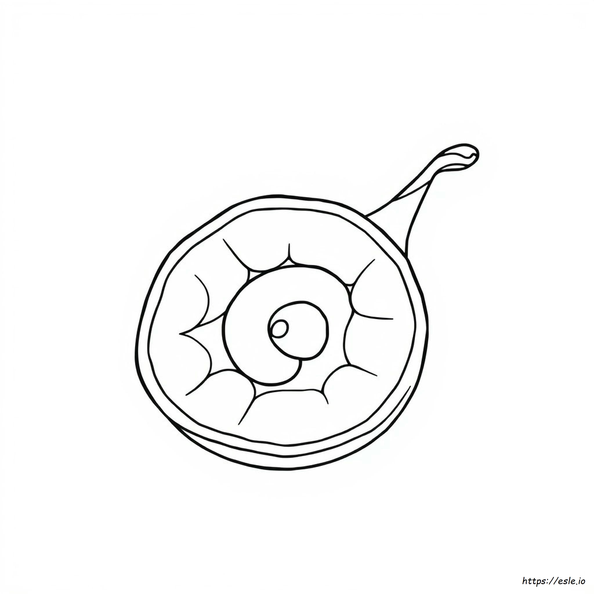 Partes De Una Semilla Para Colorear
