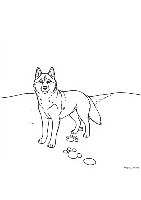 Husky Mewarnai Gambar