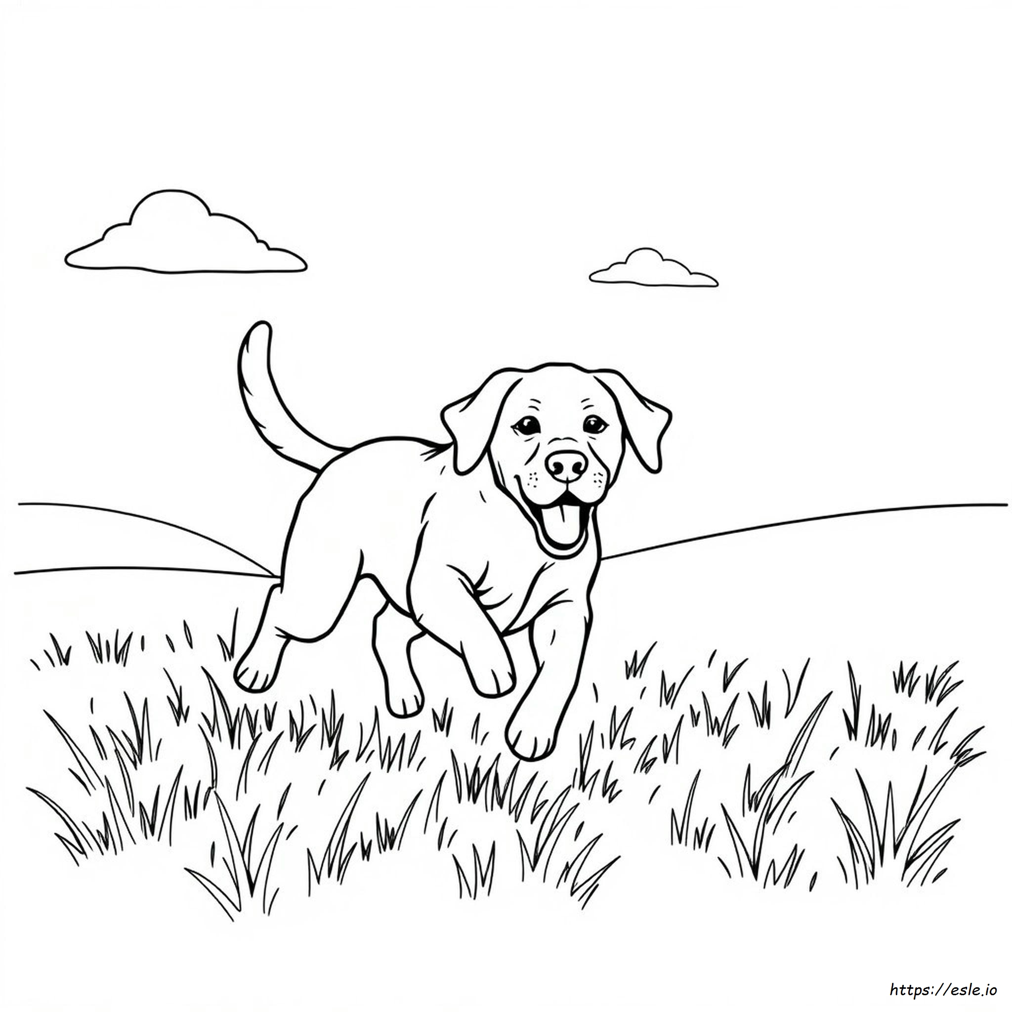 Disegni Da Colorare Di Labrador Gialli