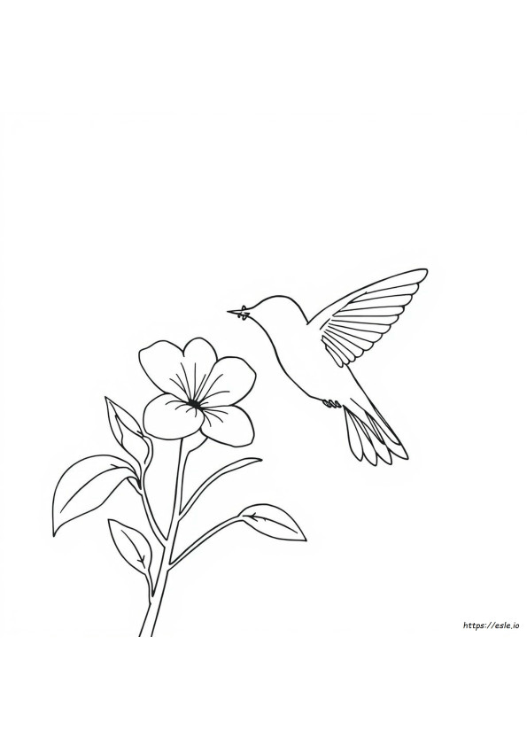 Disegni Da Colorare E Stampare Di Colibrì Per Adulti
