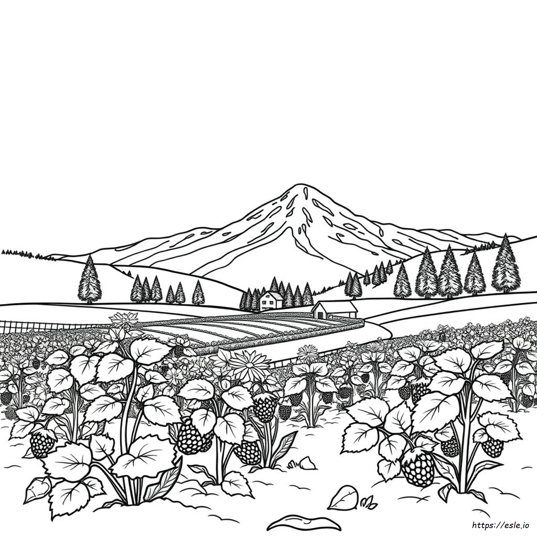 Growing Raspberries In Colorado Coloring Page