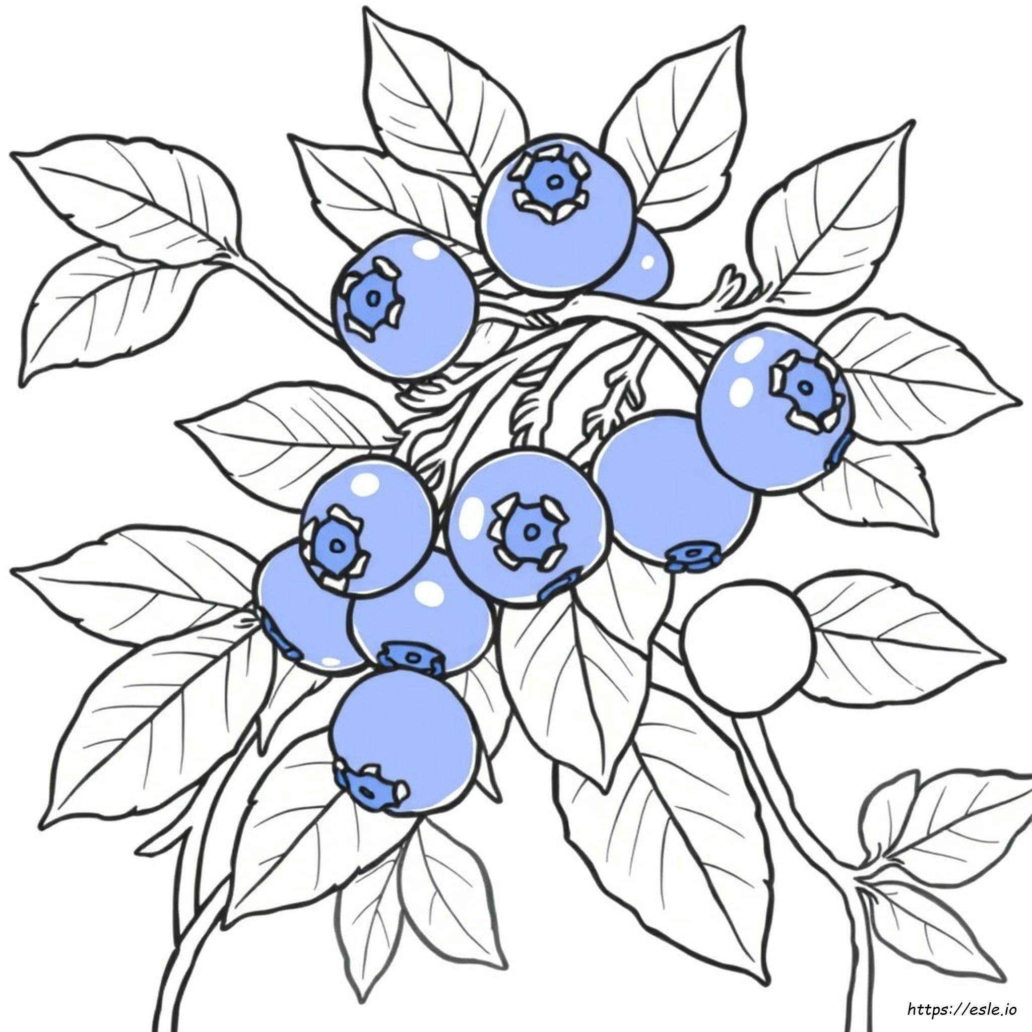 Coloring Page Of Blueberries