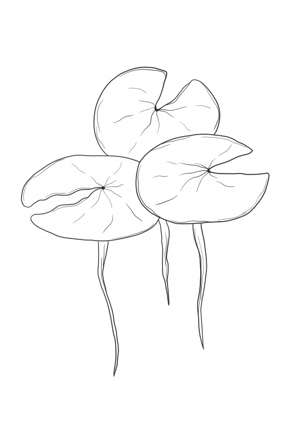 Water Lily pads free printable to color for kids of all ages