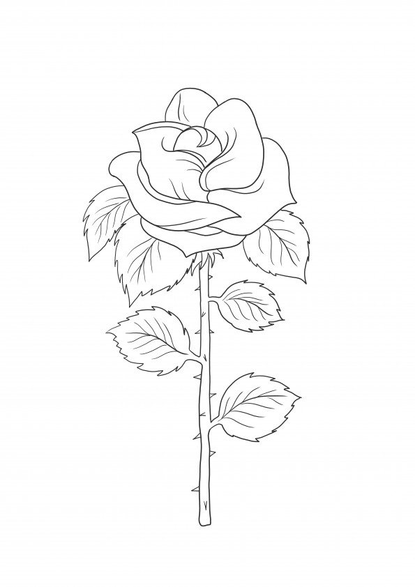 A coloring picture of a simple rose-great tool for teaching about plants