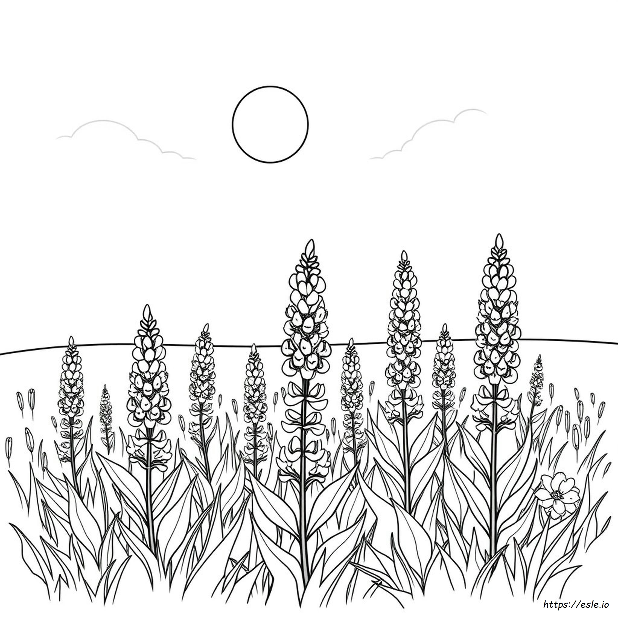 Lupine Coloring Page