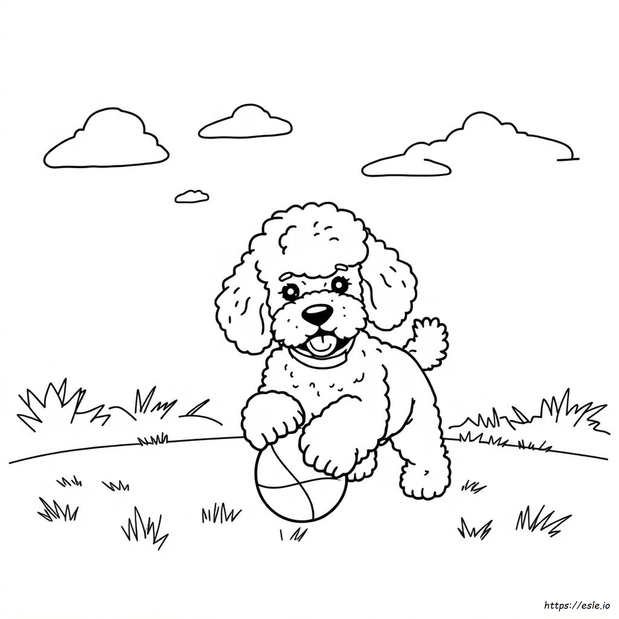 Toy Poodle Coloring Page