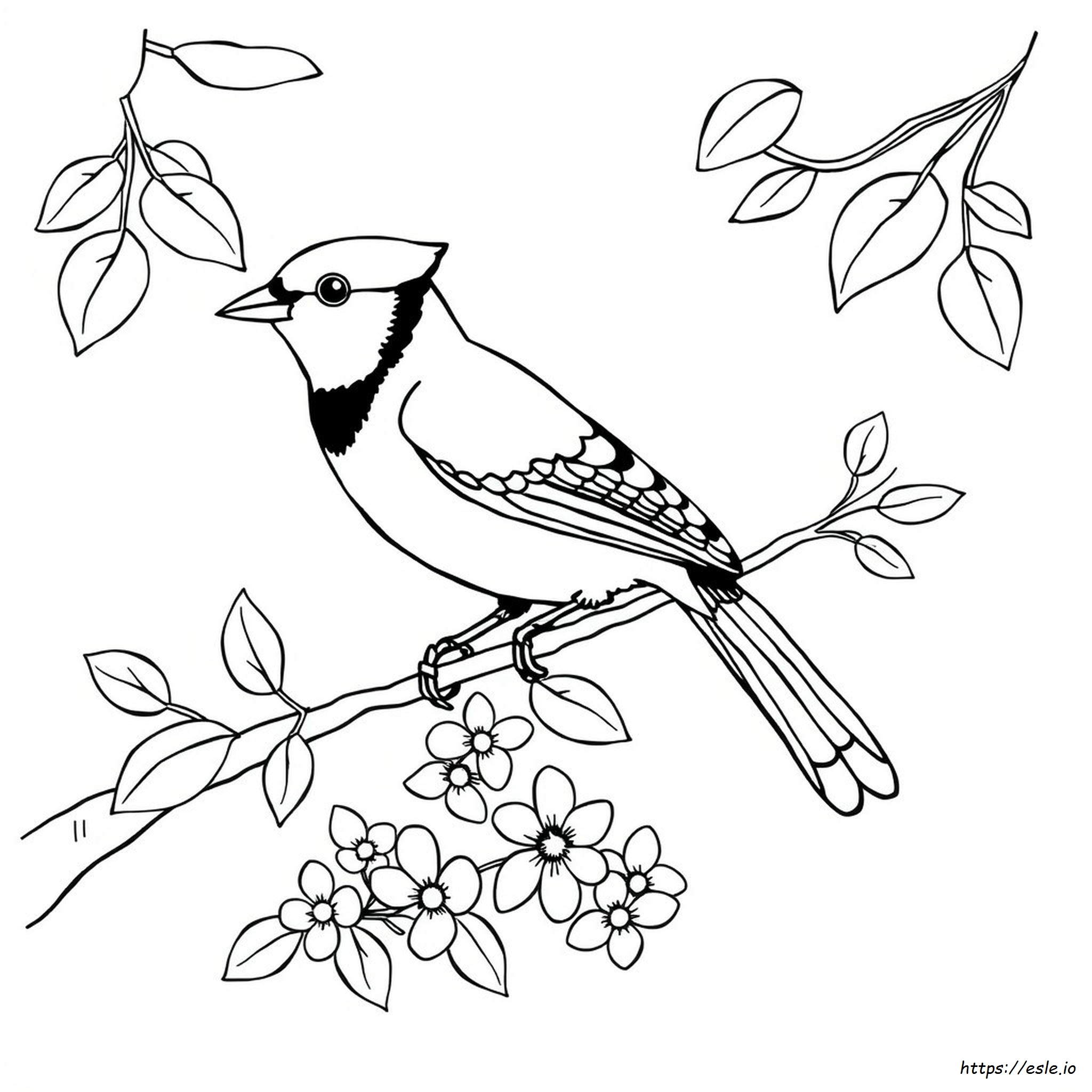 Free Printable Blue Jay Coloring Pages