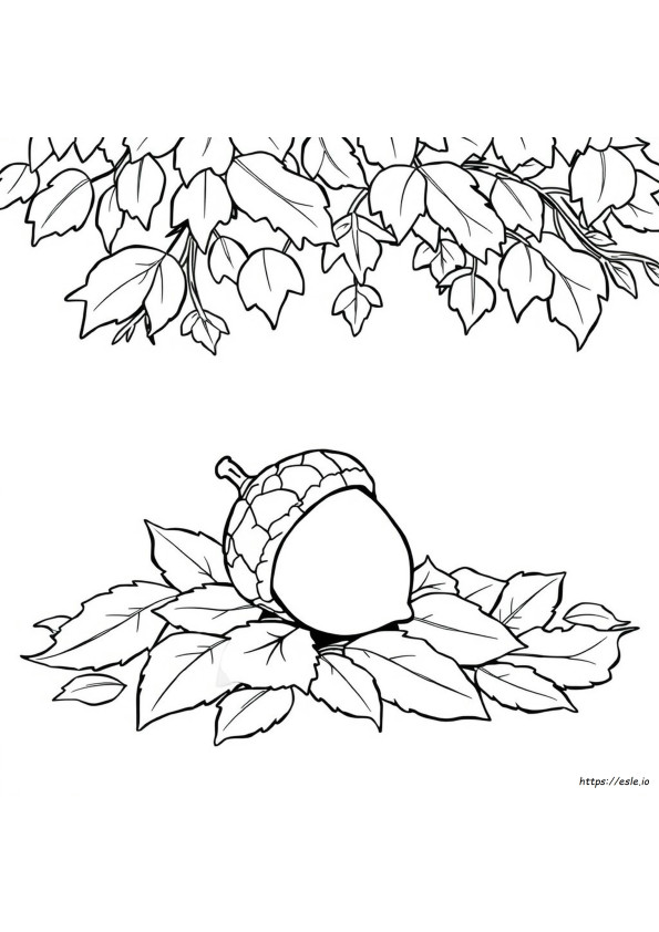 Acorn Coloring Picture