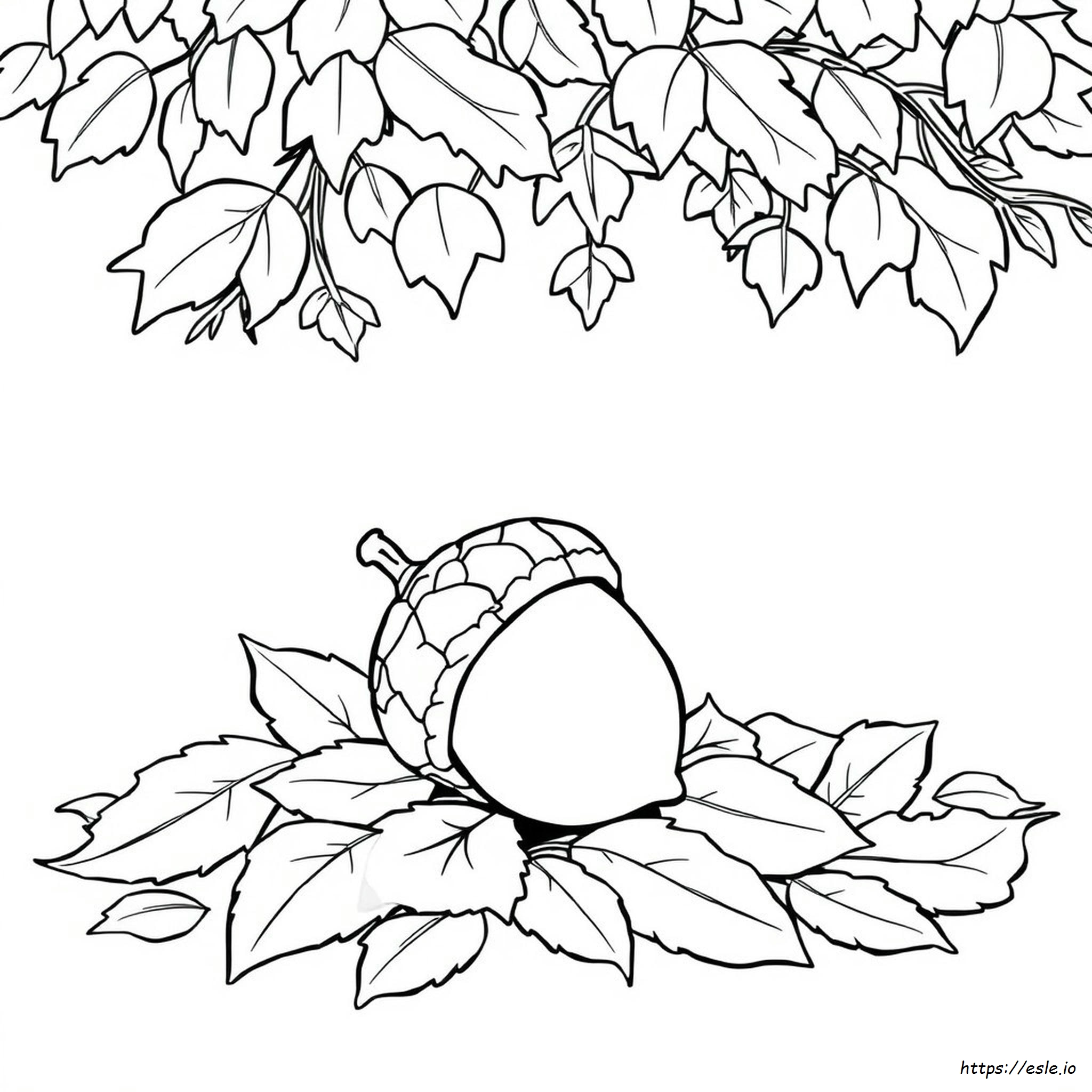Acorn Coloring Picture